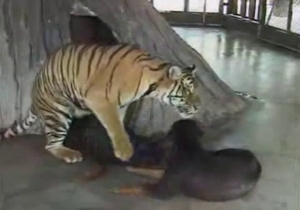 Angry tiger is fucking with a great intensity