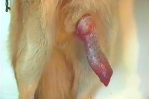 The cock of this animal gets jerked off passionately