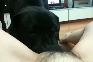 A handsome black dog with high libido is the star of this vid
