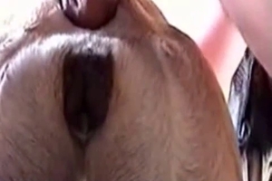 Doggy style bestiality sex with a sweet labrador