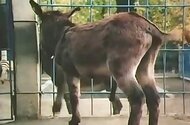 Amateur Bestiality